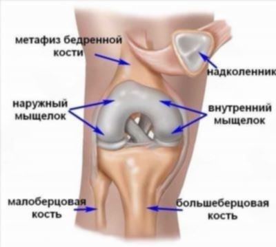 Какие виды бывают?