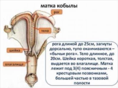 Что такое рента